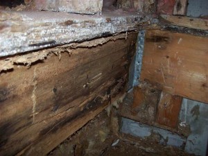Carpenter_Ants_and_Mold_damage_(640x480)