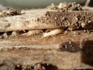 termite_workers_inside_wood (700x525)